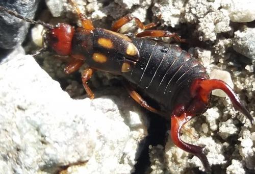 Réf. 272 863 : Anechura bipunctata